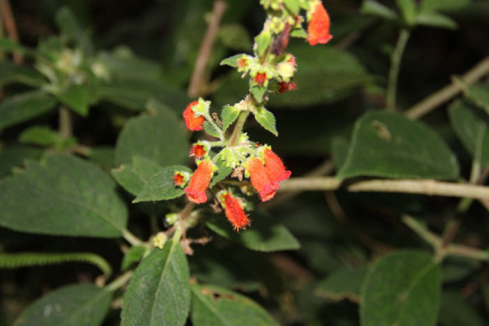 코레리아 - Manchu, Kohleria spp.