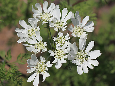 올라야 사진 - Orlaya grandiflora Photos