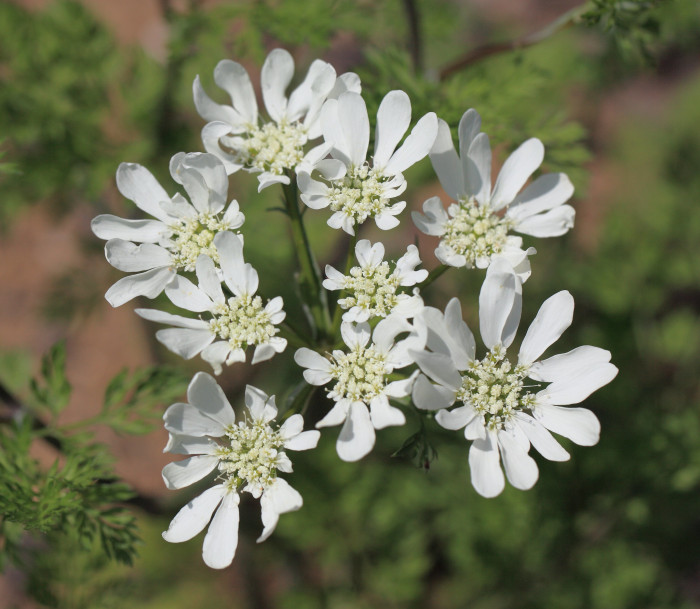 올라야 - White Lace Flower, Minoan Lace, Orlaya grandiflora