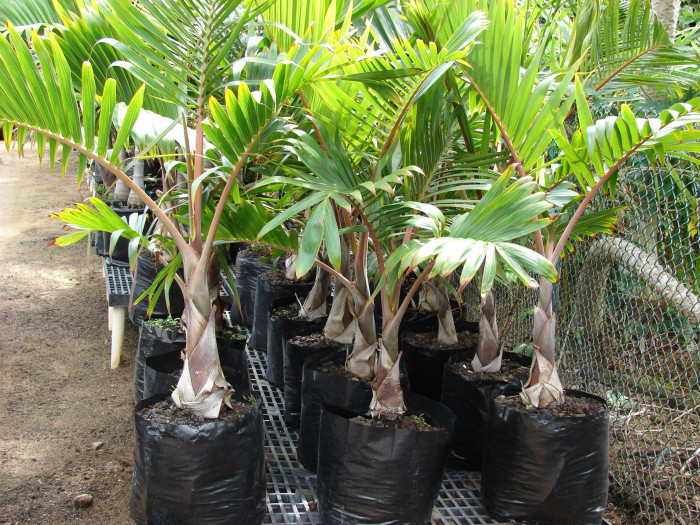 주병야자 - Bottle Palm, Hyophorbe lagenicaulis