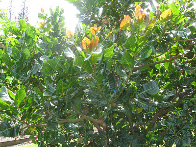 캐슈나무 사진 - Anacardium occidentale L. Photos