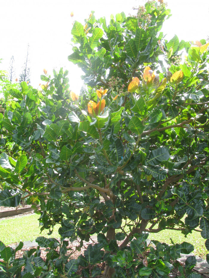 캐슈나무 - Cashew nut tree, Anacardium occidentale L.