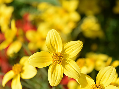 비덴스 사진 - Bidens ferulifolia Photos