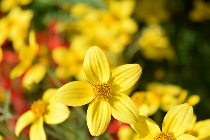 비덴스 - Fern leaved, Beggar ticks, Bidens ferulifolia