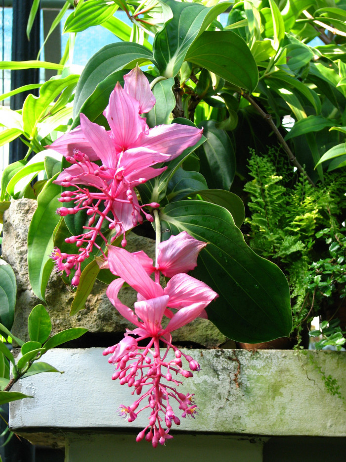 메디닐라 - Rose grape, Pink lantern, Medinilla Magnifica