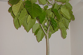 휘커스 움베라타 - Ficus umbellata