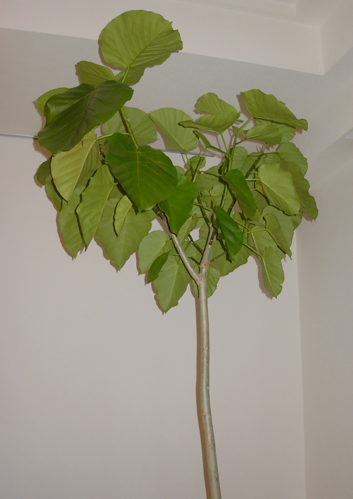 휘커스 움베라타 - Ficus umbellata