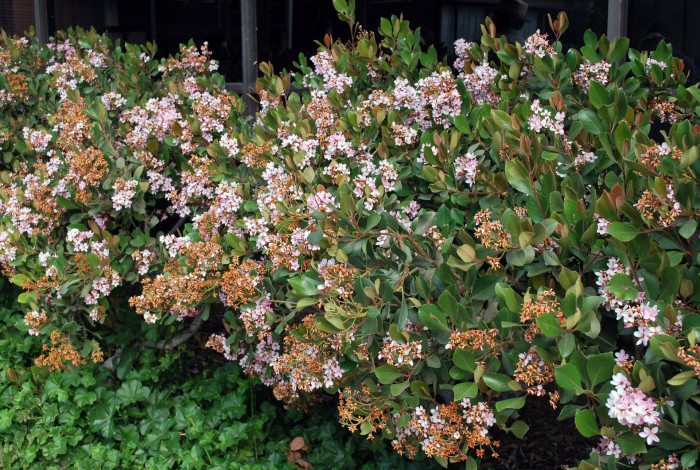 다정큼나무 - Rhaphiolepis indica (L.) Lindl. var. umbellata (Thunb.) Ohashi