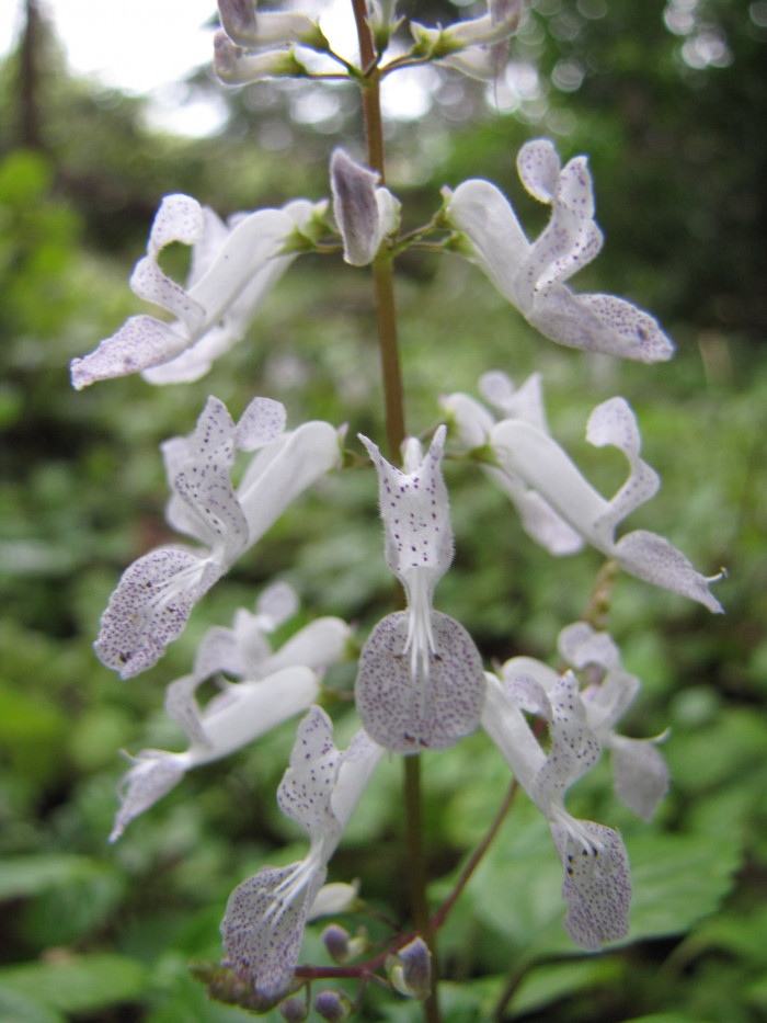 스웨디쉬 아이비 - Swedish Ivy, Plectranthus verticillatus.