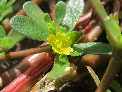 쇠비름 사진 - Portulaca oleracea L. Photos