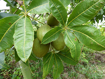 피카라 사진 - Pachira aquatica Photos