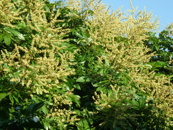 용안 - longan, Dimocarpus longan Lour.