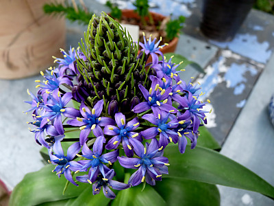포르투갈 무릇 사진 - Scilla peruviana L. Photos