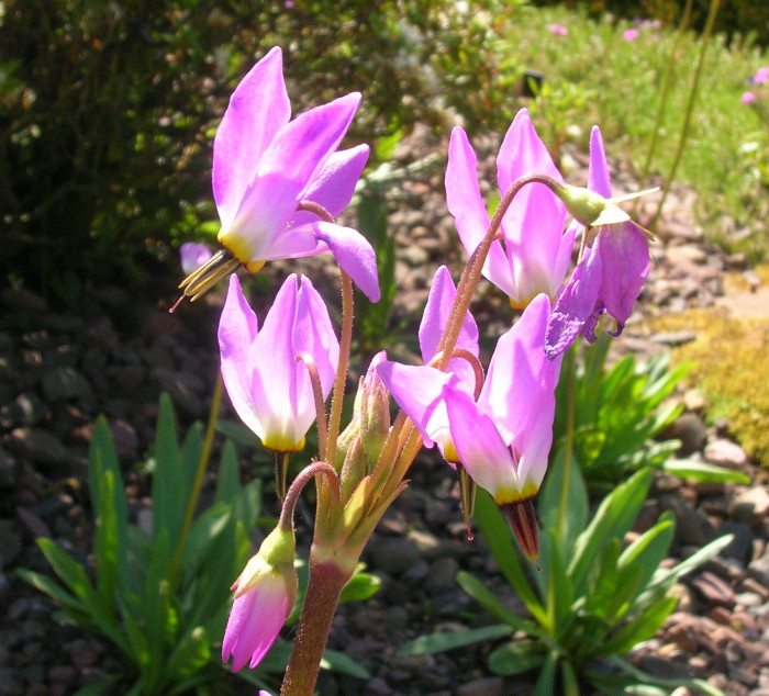 인디언앵초 - shooting star, American cowslip, mosquito bills, mad violets, sailor caps, Dodecatheon