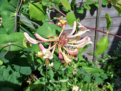 붉은인동 사진 - Lonicera periclymenum L. Photos