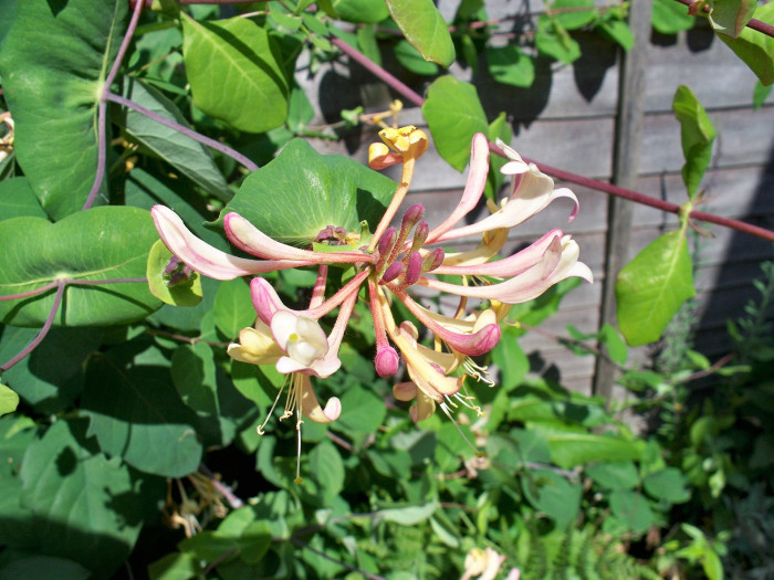 붉은인동 - Honey suckle, Lonicera periclymenum L.