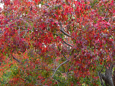 오구나무 사진 - Triadica sebifera (L.) Small Photos