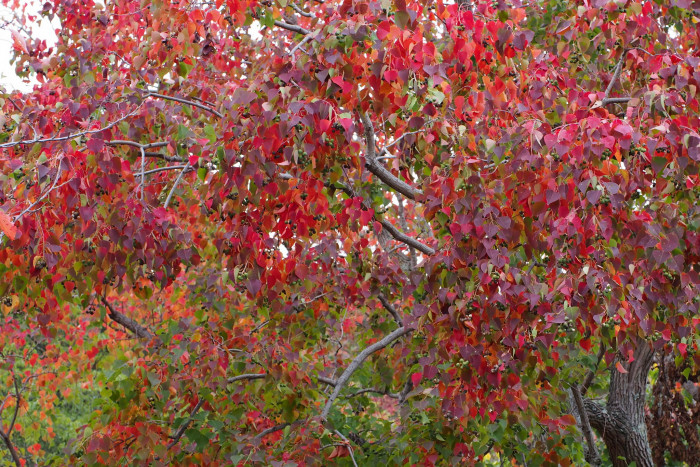 오구나무 - Chinese tallow tree, Triadica sebifera (L.) Small