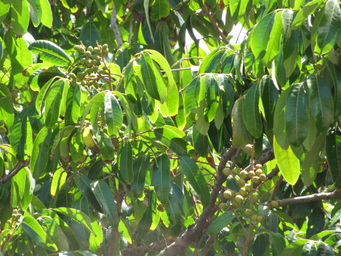 용안 - longan, Dimocarpus longan Lour.