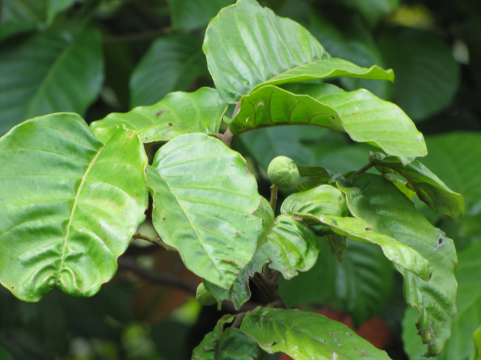 산돌 - Santol, Sandoricum koetjape