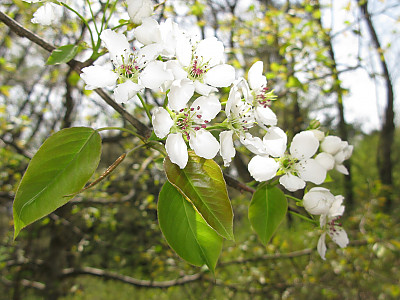 돌배나무 사진 - Pyrus pyrifolia (Burm.f.) Nakai Photos