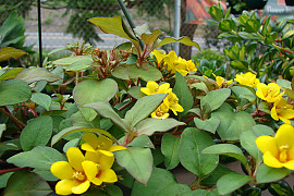 노란공이 - Lysimachia procumbens