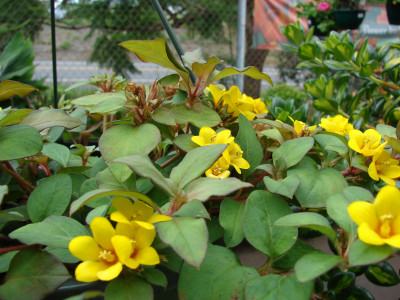 노란공이 사진 - Lysimachia procumbens Photos