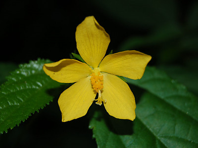 파보니아 스프니픽스 사진 - Pavonia spinifex (L.) Cav Photos