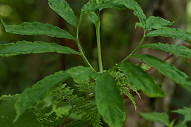 두루미천남성 - Arisaema heterophyllum Blume