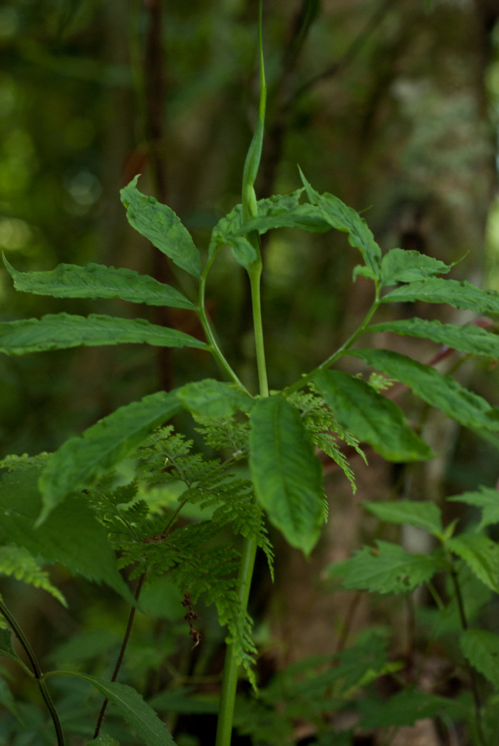 두루미천남성 - Arisaema heterophyllum Blume