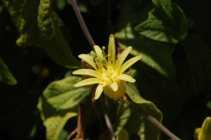 시계초 - passion flower, Passiflora caerulea