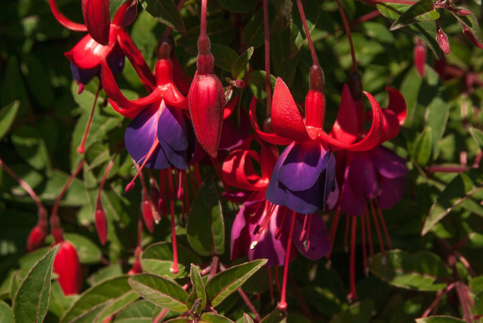 후쿠시아 - Common garden fuchsia, Fuchsia spp.