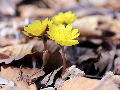 애기복수초 사진 - Adonis amurensis subsp. nanus Y.N.Lee Photos