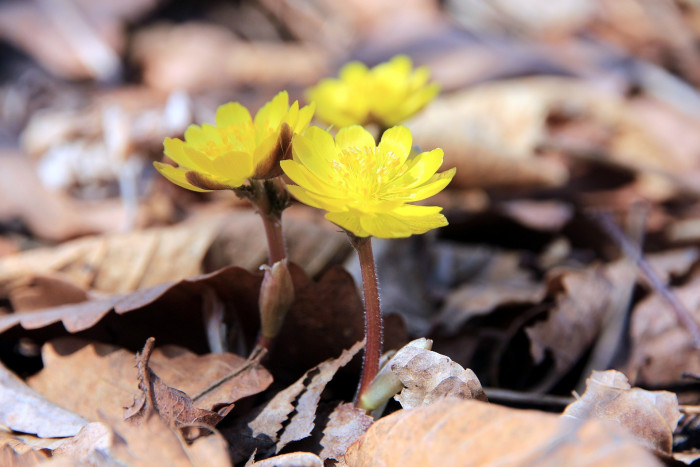 애기복수초 - Adonis amurensis subsp. nanus Y.N.Lee