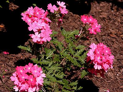 버베나 사진 - Verbena hybrida Photos