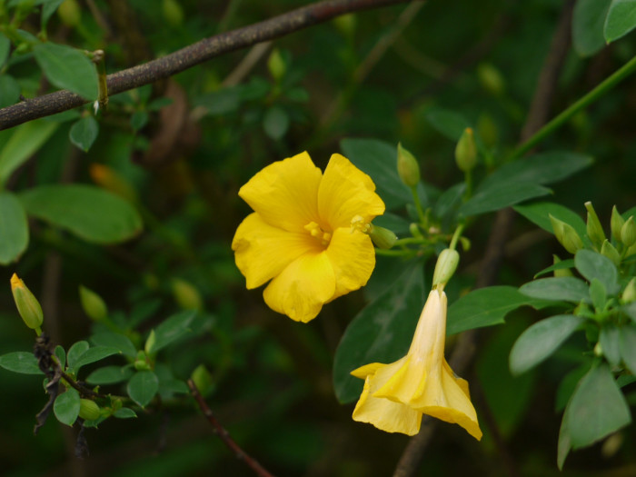 월광화 - Yellow flax, Reinwardtia indica, Calonyction aculeatum (L.) House
