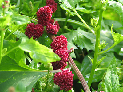 시금치딸기 사진 - Chenopodium capitatum Photos