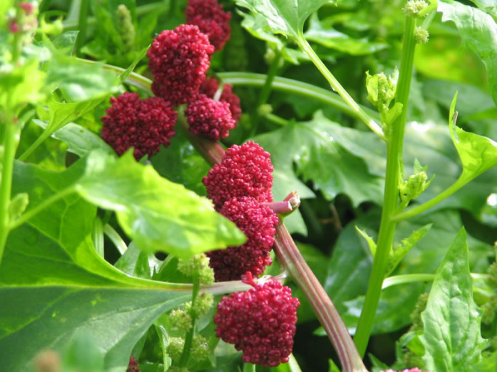 시금치딸기 - Strawberry blite, Chenopodium capitatum