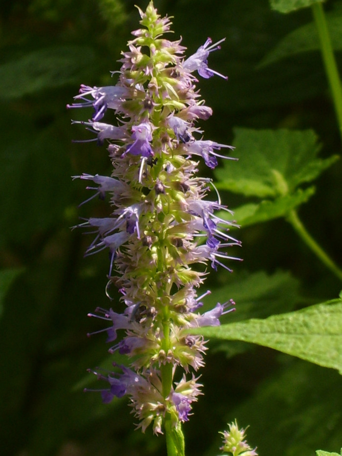 배초향 - Korean mint, Agastache rugosa (Fisch. & Mey.) Kuntze