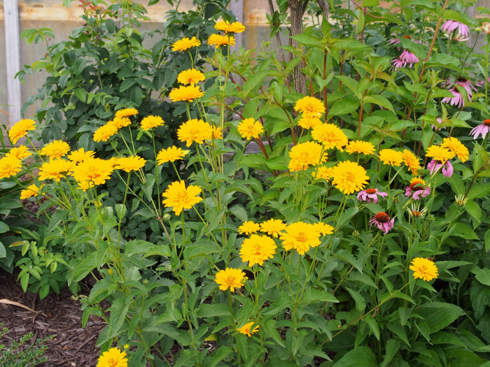 하늘바라기 - Heliopsis, Heliopsis helianthoides (L.) Sweet
