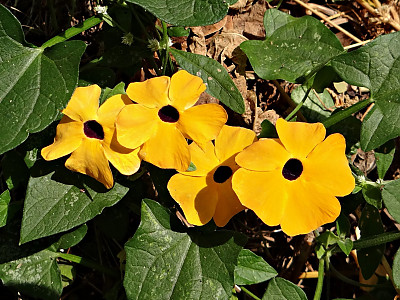 아프리카 나팔꽃 사진 - Thunbergia alata Photos