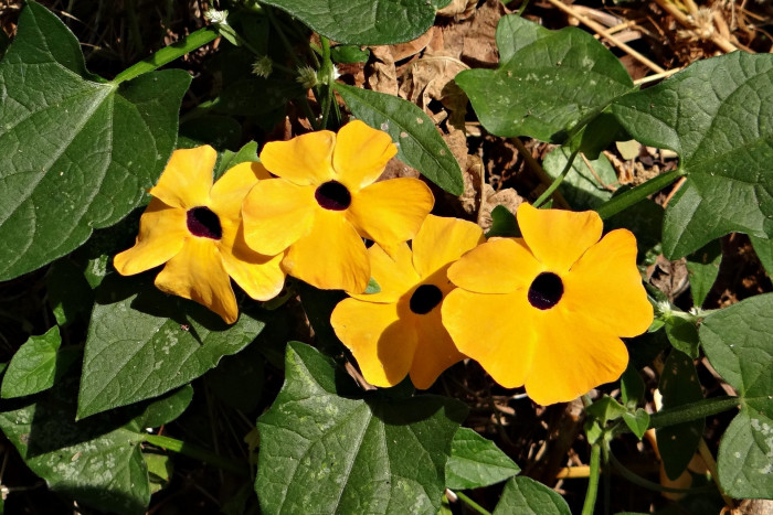 아프리카 나팔꽃 - Black-eyed Susan vine, Thunbergia alata