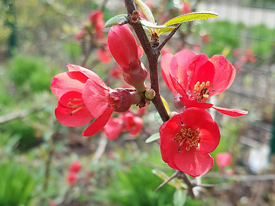 산당화 사진 - Chaenomeles speciosa (Sweet) Nakai Photos
