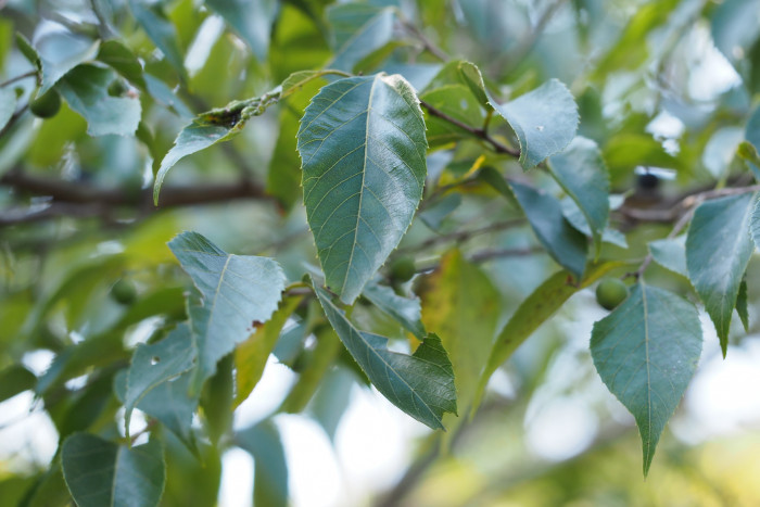 푸조나무 - Muku Tree, Aphananthe aspera (Thunb.) Planch.