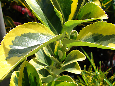 은사철 사진 - Euonymus japonica \'Albomarginata\' Photos