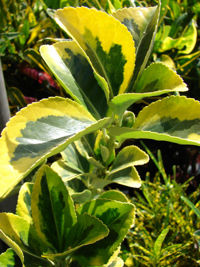 은사철 - Aglaonema silver-queen, Euonymus japonica 