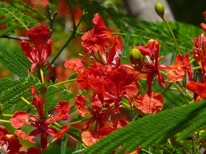 공작화 - Peacock Flower, Poinciana, Red Bird of Paradise,Dwarf Poinciana, Caesalpinia pulcherrima (L.) Sw