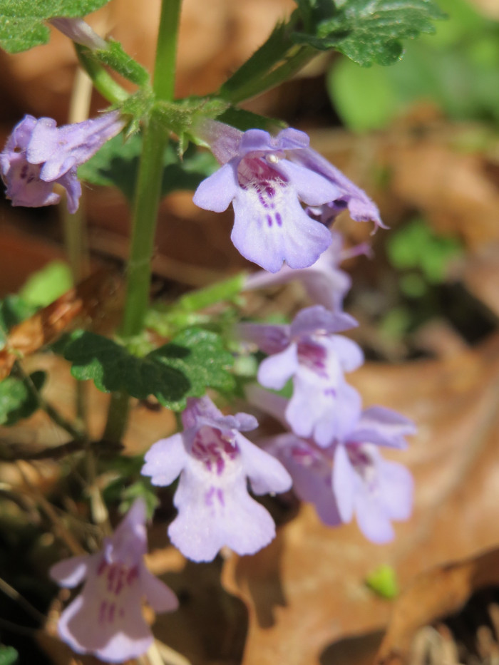긴병꽃풀 - Glechoma hederacea var