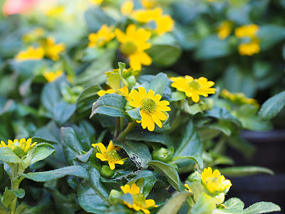 덩굴백일홍 사진 - Sanvitalia procumbens Photos
