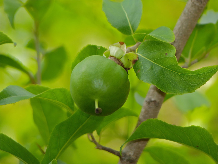 프라이드계란꽃 - Snuff box tree, Fried egg Tree, Fried egg Flower, Oncoba spinosa